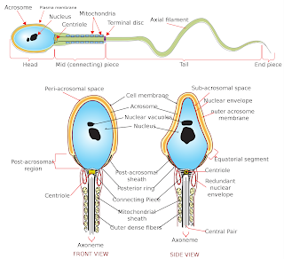 Bir insan spermatozoasının tam diyagramı İngilizce