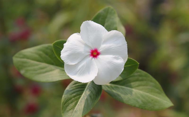 Vinca Flowers Pictures