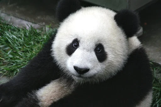 Closeup of a giant panda