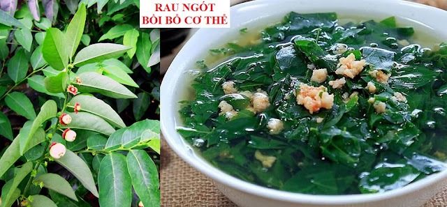 PHÒNG CHỮA BỆNH NHỜ RAU CỦ QUẢ QUANH TA - RAU NGÓT BỒI BỔ CƠ THỂ