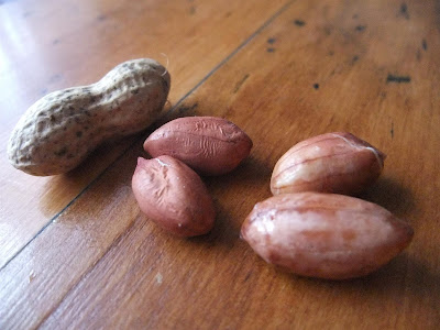 swelling peanut after soaking in water, sprout, root