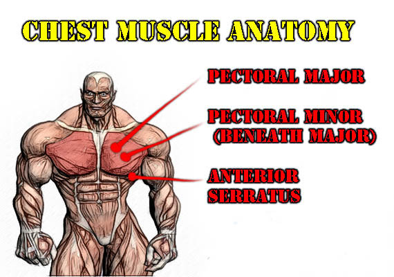 Body Building Plaza... because nothing is beyond your health: CHEST MUSCLES ANATOMY