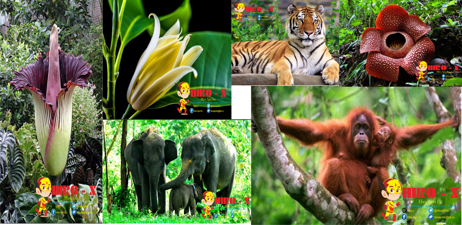 Mengenal Jenis Jenis Fauna  dan  Flora  Endemik Pulau Sumatra 