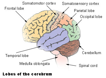 cortex