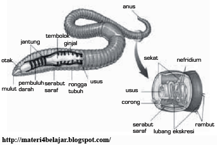 Penjelasan Lengkap Sistem Ekskresi pada Hewan  Invertebrata 