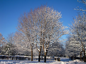 snow covered tree belgrave park dublin ireland 2010