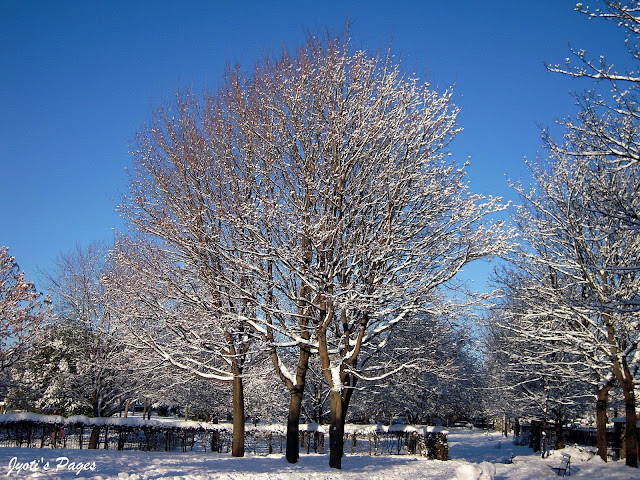 snow covered tree belgrave park dublin ireland 2010