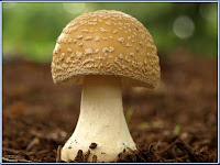 mushroom - le champignon - Agaricus Bisporus