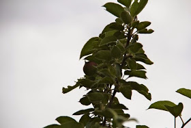 Snow Sweet tree's first fruit ever