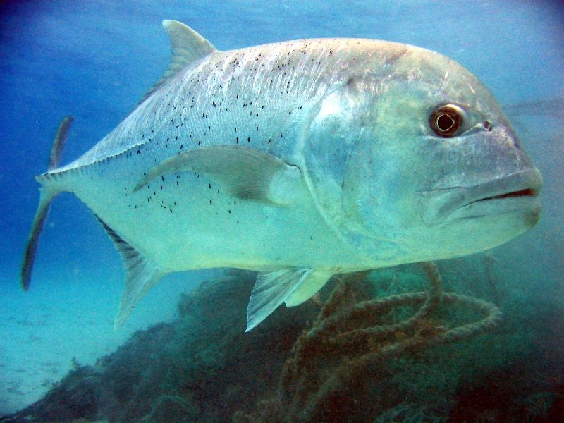 Gambar Ikan Laut Kuwe