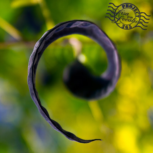 365 photo project, Lisa on Location photography, New Braunfels, Texas. Corkscrew seed pod. Thorny locust. Honey Locust.