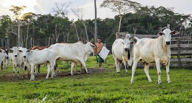 #Tabatinga-AM - Professor critica proposta de agentes do agronegócio para a região Norte