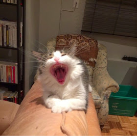 Funny cats - part 121 (40 pics + 10 gifs), cat pictures, cute cats