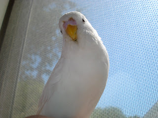 Angel in the window