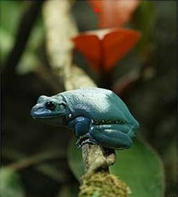 Iranian woman gave birth to a frog 