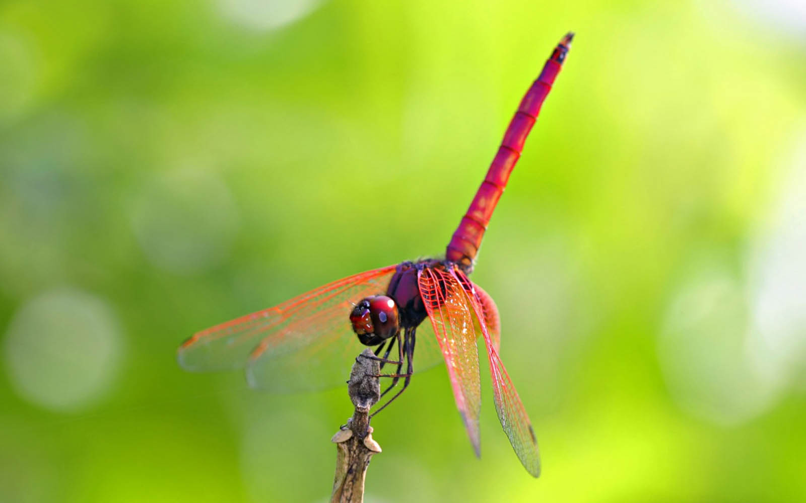 wallpapers Dragonfly Wallpapers