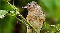 burung kedasih