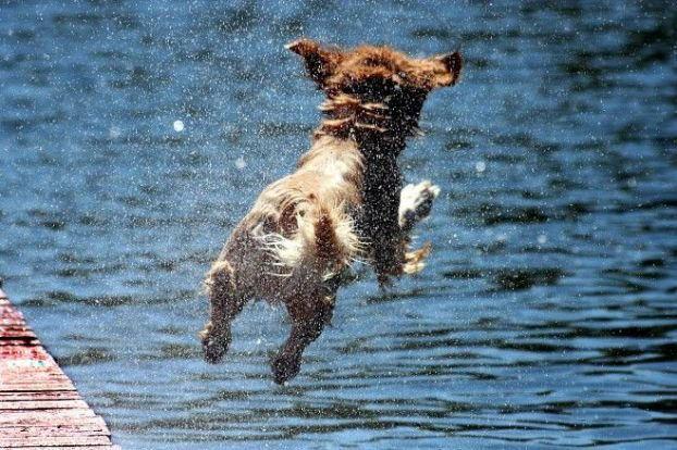 Amazing Animals Jump Seen On www.coolpicturegallery.us