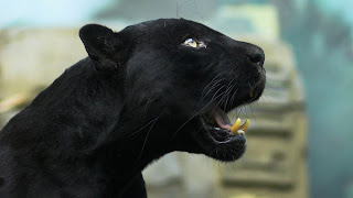 lindo felino de color negro