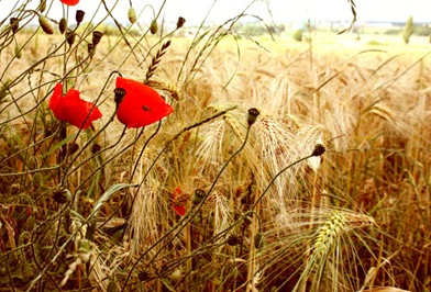 CornfieldPoppys_by_Loonagirl90