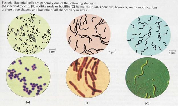  Fisiologi  Hewan  dan Mikrobiologi Mikrobiologi