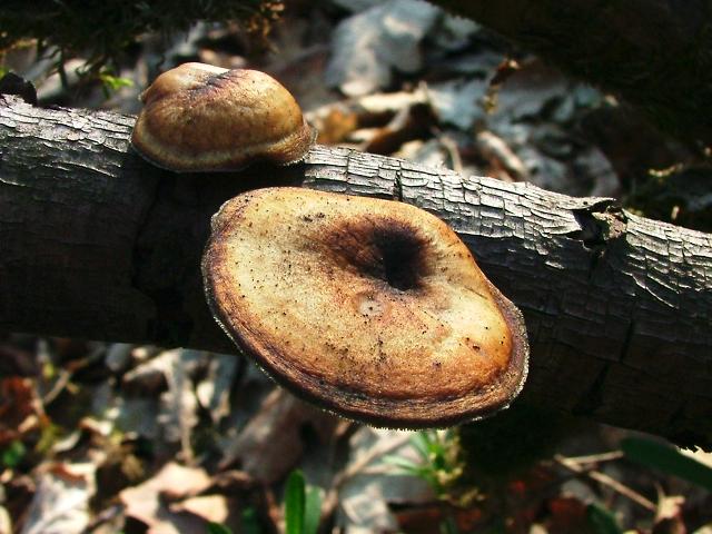 Polyporus brumalis