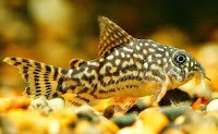 cara ternak ikan corydoras