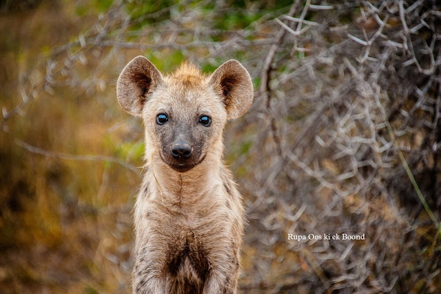 लकड़बग्घा से जुड़े 20 रोचक तथ्य || 20 Interesting facts about Hyena ||