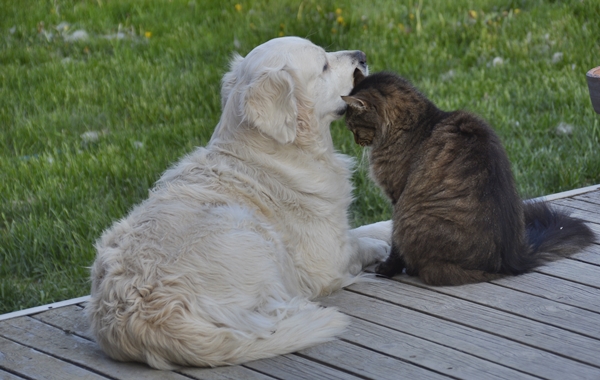 golden retriever pus katt kattepus pusekatt