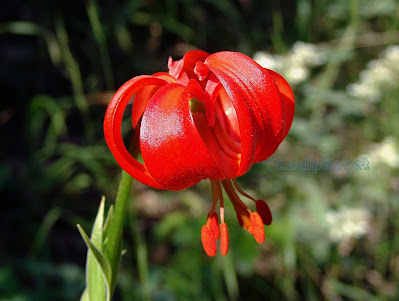 Лилия халцедонская / Лилия халкедонская (Lilium chalcedonicum)