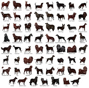 Dogs breeds (dogs breeds)