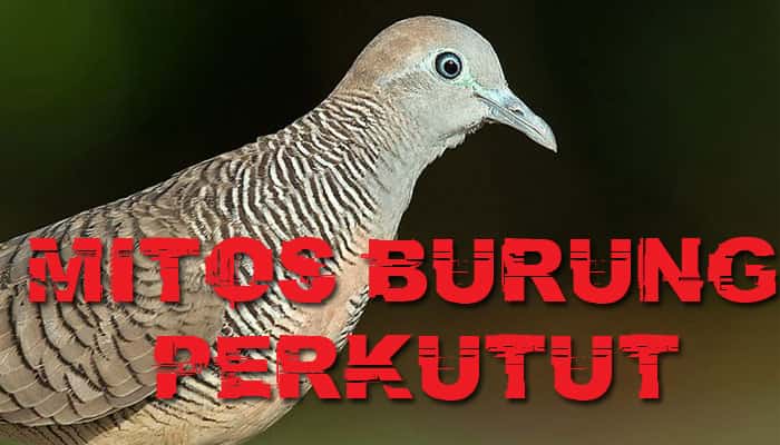 Burung Derkuku