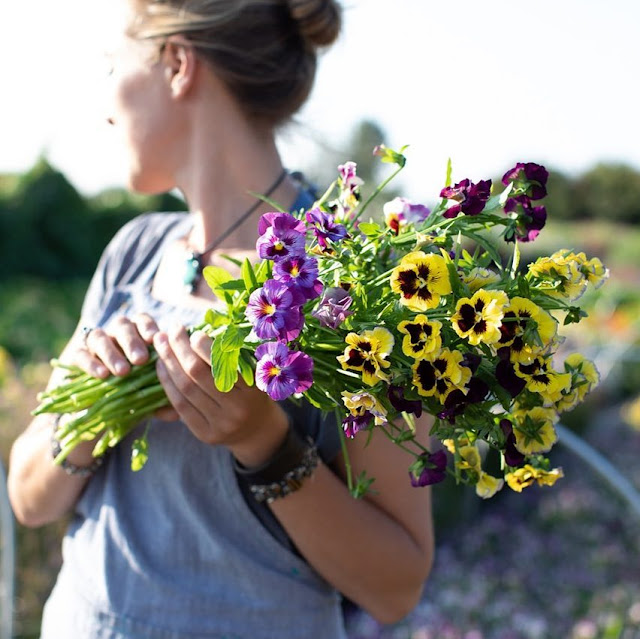 Floret Farm pansies