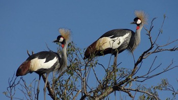 crested crane