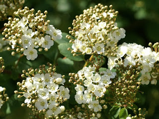 Spirée de Vanhoutte - Spiraea x vanhouttei