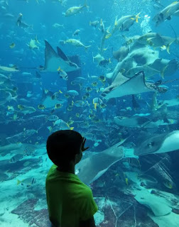 The Lost Chamber Aquarium. Atlantis the Palm, Dubái, Emiratos Árabes Unidos.