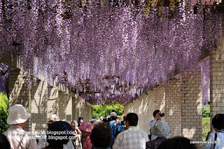 満開の藤の花の写真