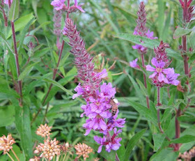 Honey bee on Purple Loosestrife