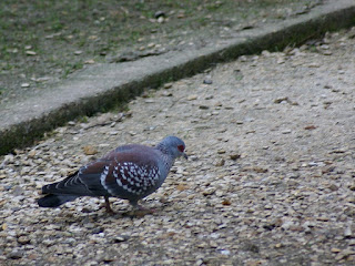 Pigeon roussard - Pigeon de Guinée - Columba guinea