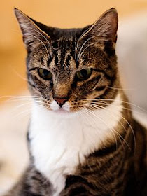 gambar kucing american shorthair