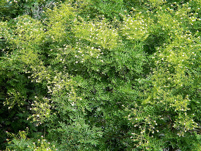 Honey Locust Tree Clip Art