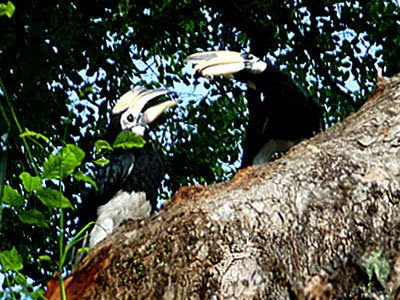 Oriental Pied Hornbills, Anthracoceros albirostris