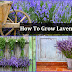 How To Grow Your Own Lavender