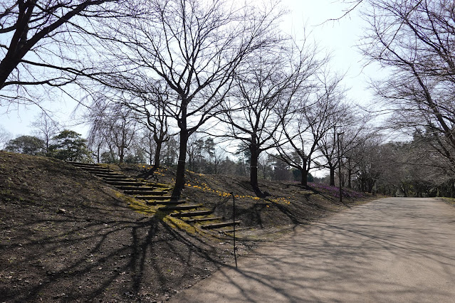 とっとり花回廊　桜の広場