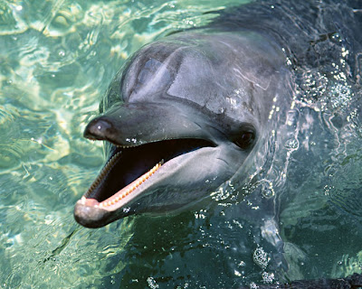 Fotos de Delfines - Libres y Felices