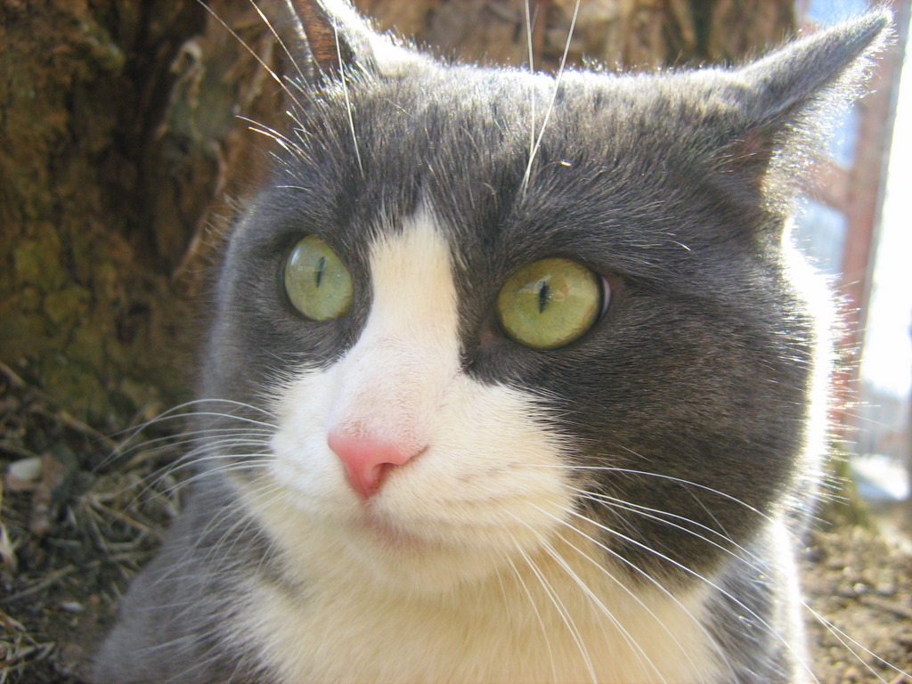 Lazy Blue-White Fat-Cat — Russian Cats Pictures