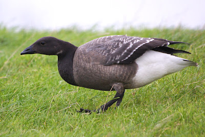 Rotgoes - Rotgans - Branta bernicla