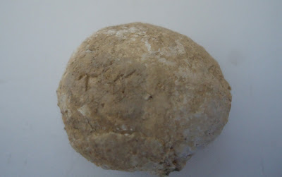 Fossil Tortoise/Turtle egg 