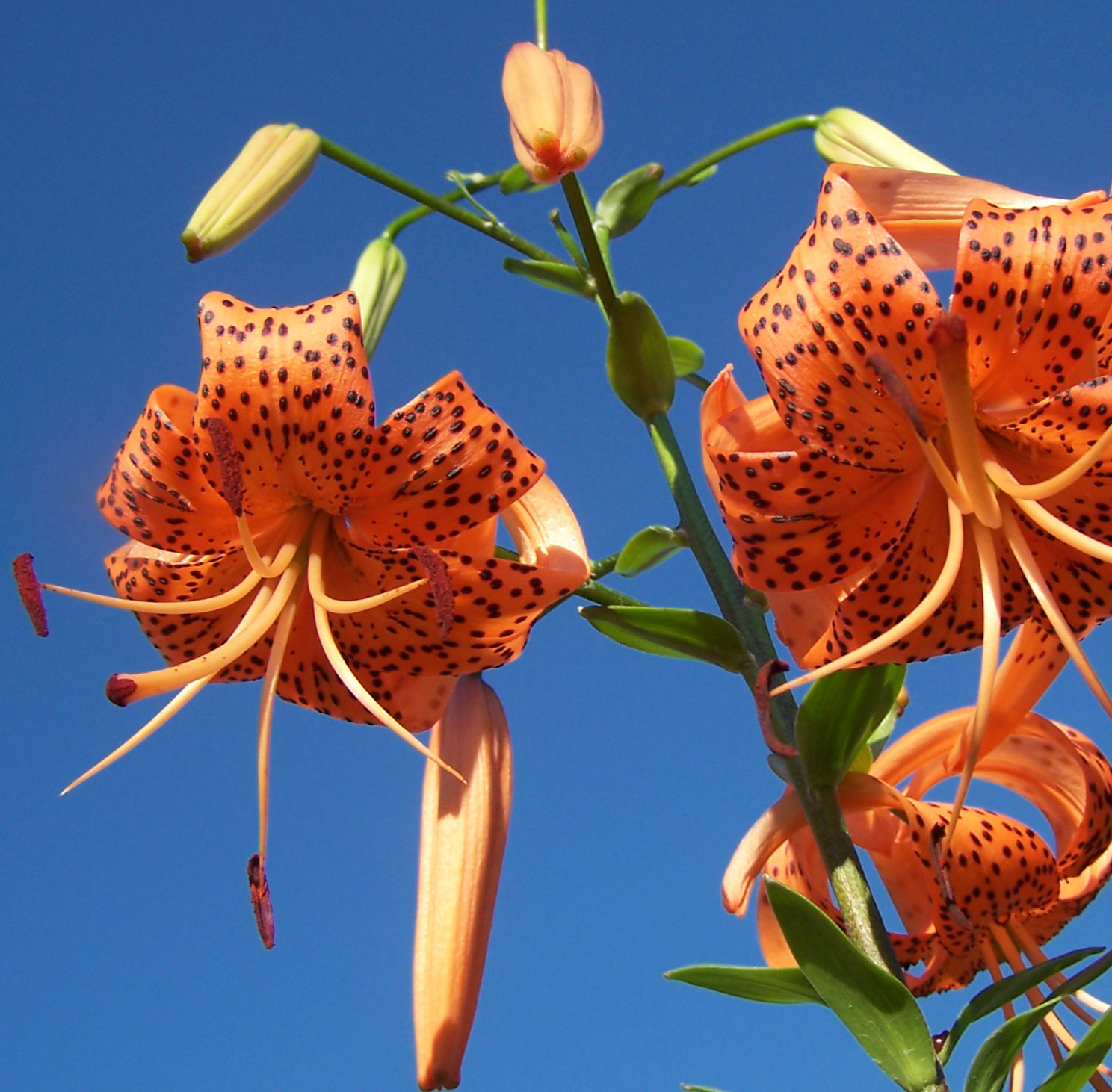 types of flowers with bulbs Tiger Lily Flower | 1488 x 1462
