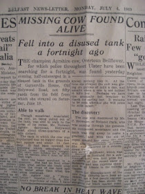 Belfast Newsletter 1949, Agnew's Ayrshire cow